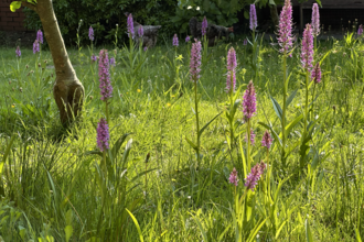 Orchids in a sunlit garden
