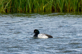 A drake scaup swimming on a lagoon. It's a black and white duck with a vermiculated grey back