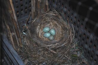 Blue Blackbird eggs in a nest