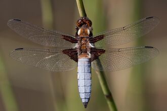 A male broad-bodied chaser, with a wide blue abdomen, resting on a stem