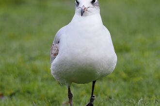 Ringed Mediterranean Gull in the grass