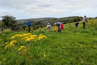 Volunteers removing ragwort plants