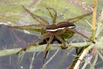 A large brown spider with white stripes down both sides of body on top of water plants