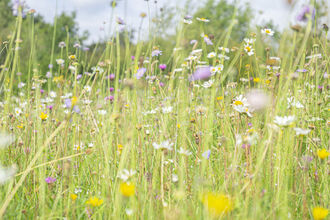 Close up photo of a wildflower meadow, with yellow, white and pink flowers. 