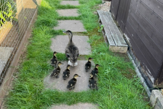 Seven ducklings and parent walking along a paved grassy path