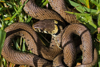 A grass snake coiled up in some grass