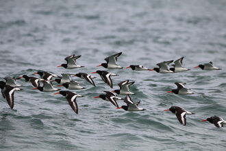 Oystercatchers flying over the sea 
