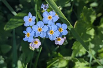 A close up of blue and white changing forget-me-not flowers