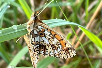 Close up of a brown and white butterfly on a blade of grass.