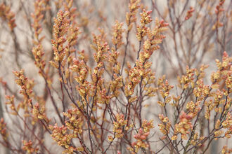 Stalks of bog myrtle, with clusters of yellowish-brown catkins