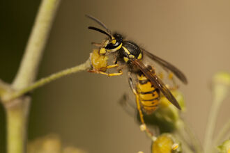 Close up of wasp on a small round yellow flower