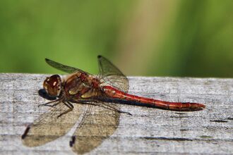 Red-bodied dragonfly resting on a wooden plank in the sunshine