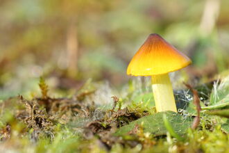 A mushroom with a cap that goes from yellow at the edge to orange-brown at the top.