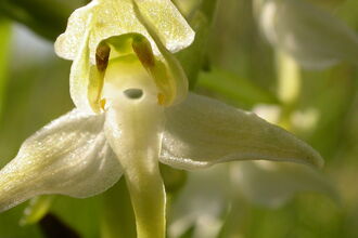 Image of a great butterly orchid
