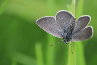 Small blue