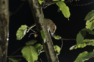 Hazel dormouse