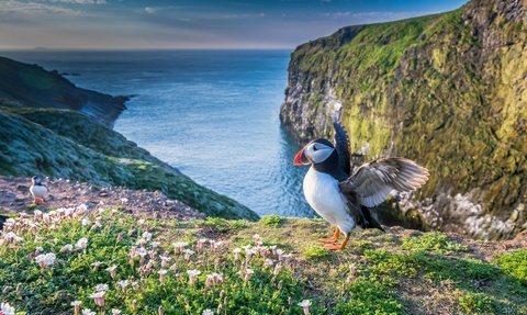 Puffin on Skomer