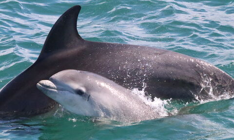 Bottlenose Dolphin and calf 2