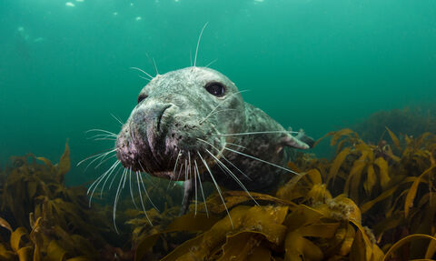 A Grey Seal underwater, swimming over kelp. 