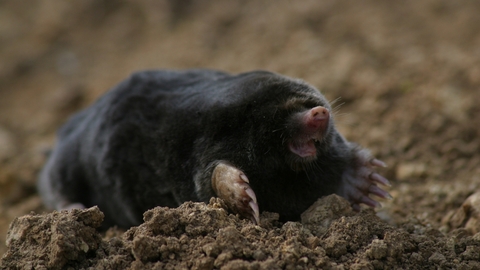 Mole