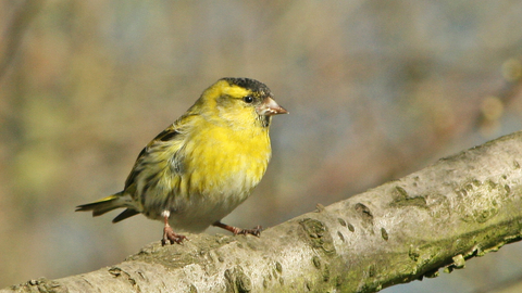 Siskin