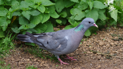 Stock dove