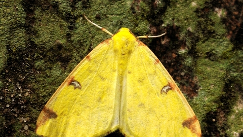 Brimstone Moth