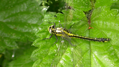 Common Clubtail