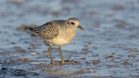 Grey Plover