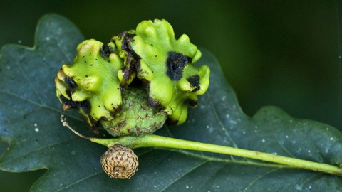 Knopper Gall 