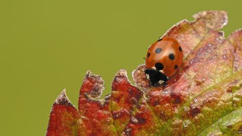 7-spot Ladybird