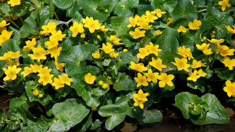 Marsh-marigold