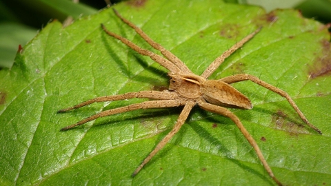 Nursery Web Spider