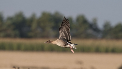 Pink-footed Goose