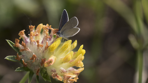 Small Blue butterfly