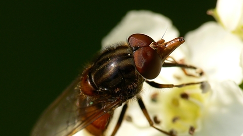 Heineken Fly