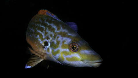 Male cuckoo wrasse