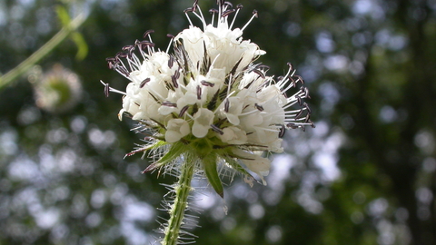 Small teasel