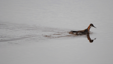 Red-necked Phalarope