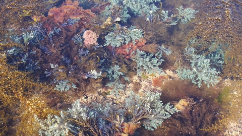 Rainbow wrack