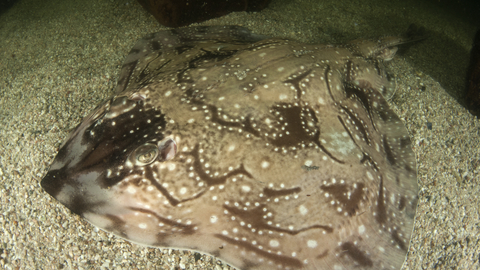 Undulate ray