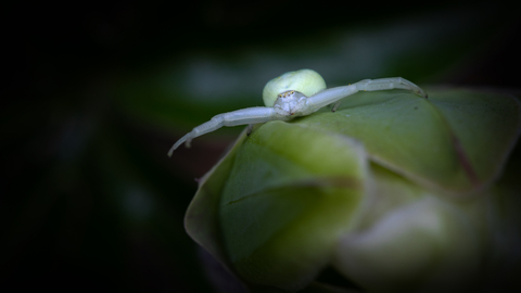 crab spider