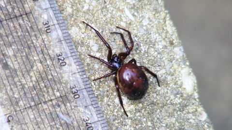 False widow spider