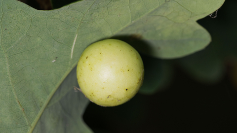 Cherry gall