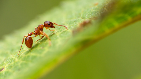 Red ant by Billy Clapham, The Wildlife Trusts