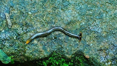 Broadhead planaria