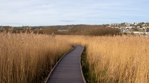 A boardwalk going through a reed bed. There is a town on the hill in the background and a blue sky. 