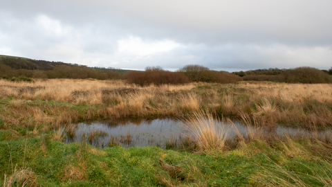A pond in a marshy grassland on a cloudy winter's day.