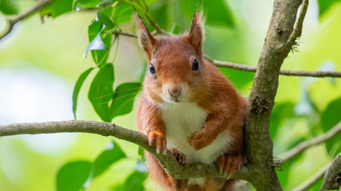 A red squirrel sat on a branch. 