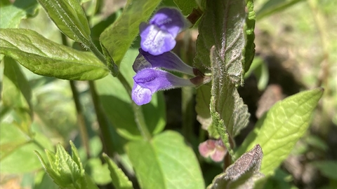 Purple flower